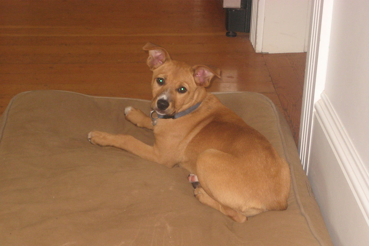 Puppy gazing at camera laying on a dog bed.