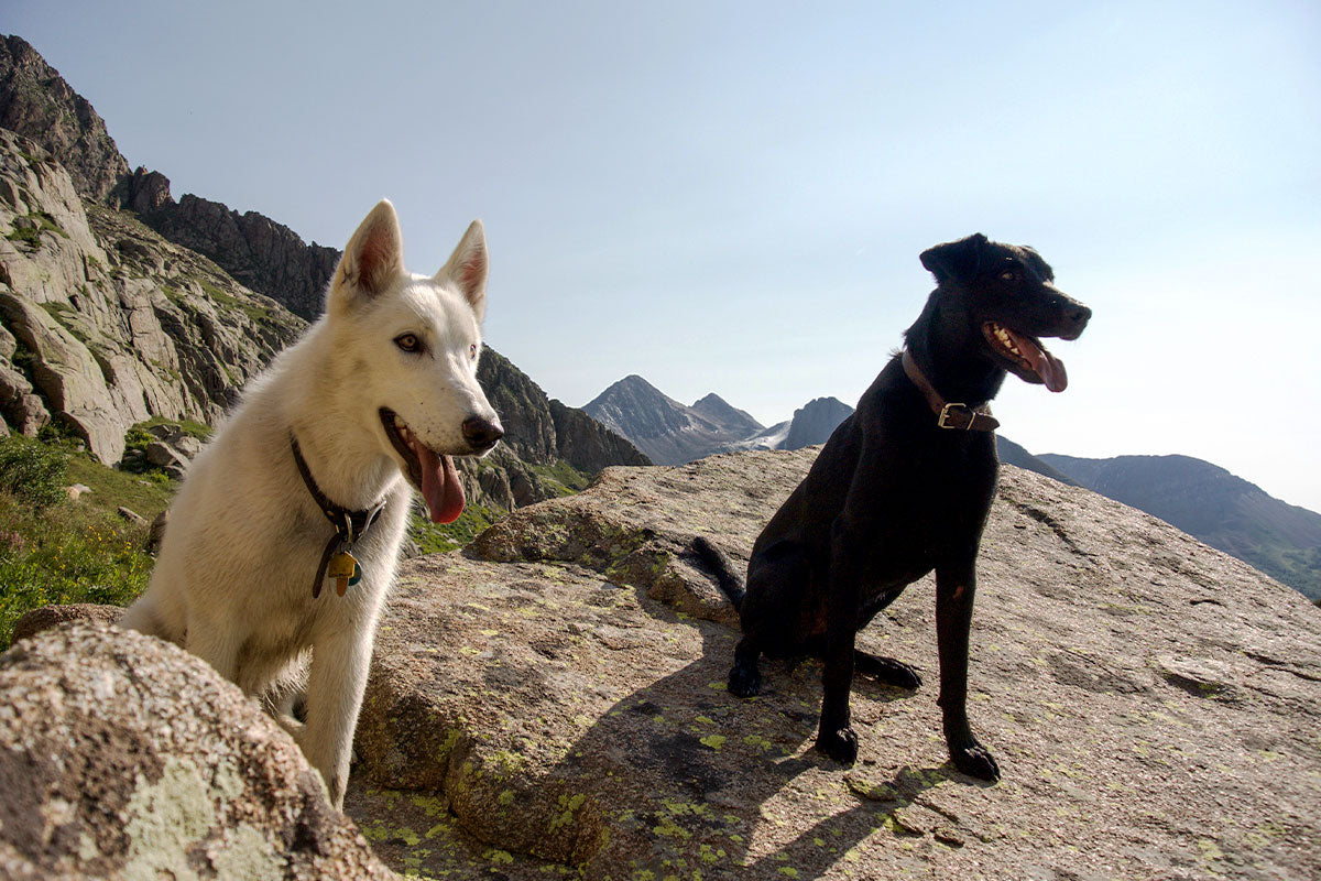 White husky mix and black lab standing on a rock with tongues out.