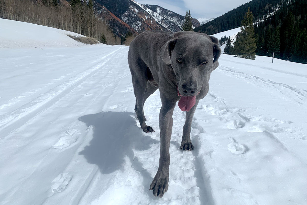 Weimaraner walking in snow